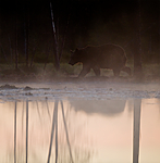 BB 10 0090 / Ursus arctos / Brunbjørn